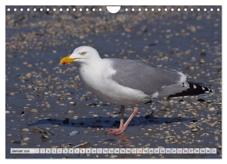 Produktbild: Nordseeinsel Amrum (Wandkalender 2026 DIN A4 quer), CALVENDO Monatskalender