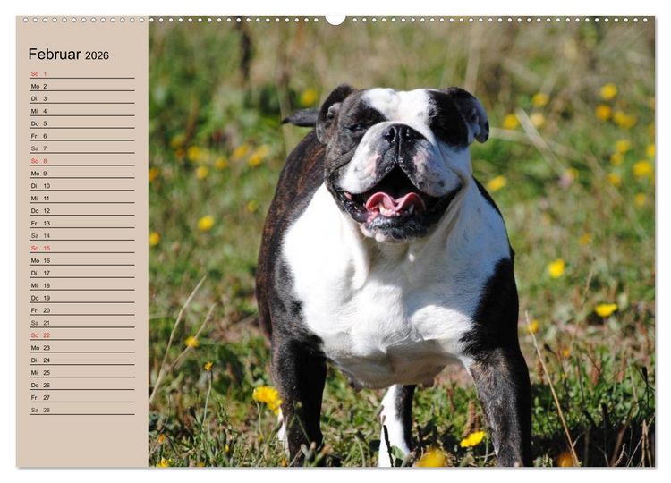 Produktbild: Faszination Bulldogge (hochwertiger Premium Wandkalender 2026 DIN A2 quer), Kunstdruck in Hochglanz