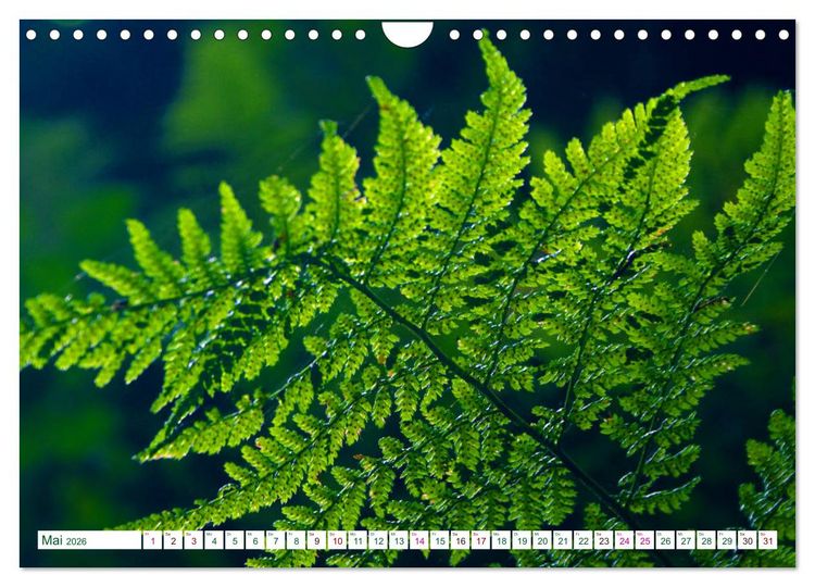 Produktbild: GR&Uuml;N . Die Kraft der Natur (Wandkalender 2026 DIN A4 quer), CALVENDO Monatskalender