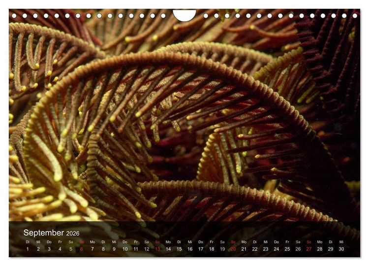 Produktbild: Unterwasser Strukuren (Wandkalender 2026 DIN A4 quer), CALVENDO Monatskalender