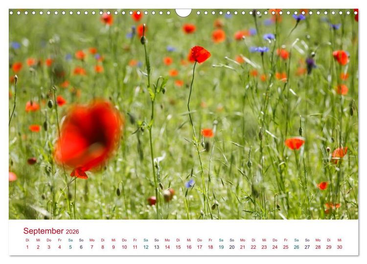 Produktbild: Mohnblumen (Wandkalender 2026 DIN A3 quer), CALVENDO Monatskalender