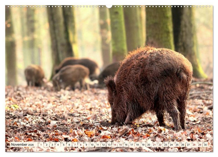 Produktbild: Wildschweine - Tiere aus unseren W&auml;ldern (hochwertiger Premium Wandkalender 2026 DIN A2 quer), Kunstdruck in Hochglanz