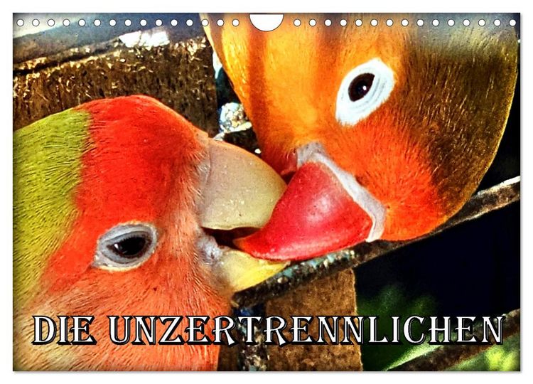 Produktbild: Die Unzertrennlichen (Wandkalender 2026 DIN A4 quer), CALVENDO Monatskalender