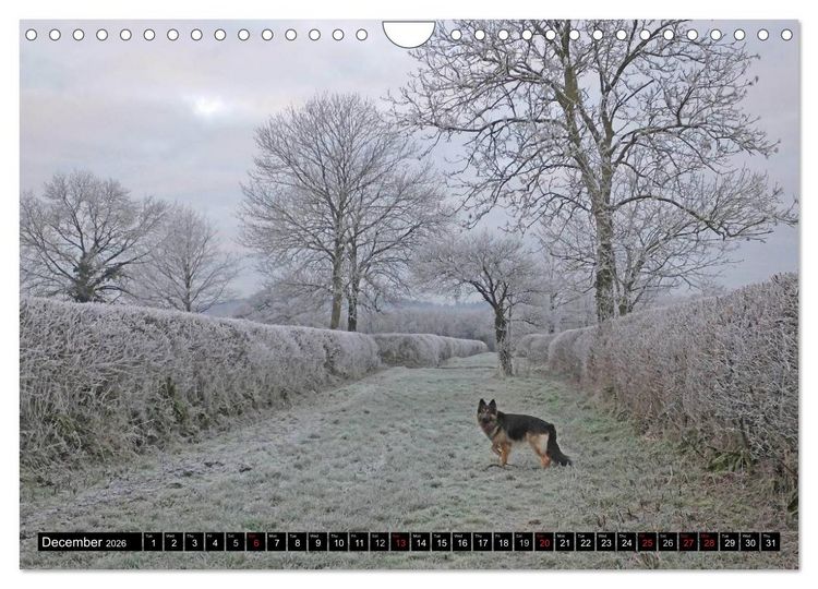 Produktbild: The German Shepherd Longcoat (Wall Calendar 2026 DIN A4 landscape), CALVENDO 12 Month Wall Calendar