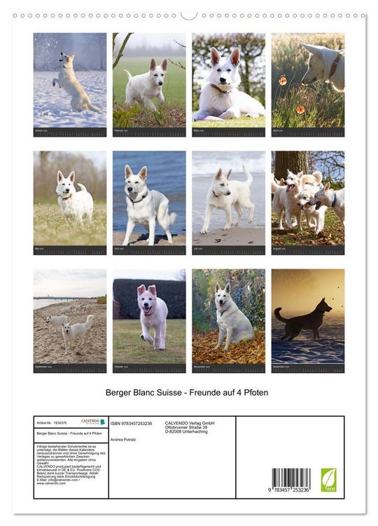 Produktbild: Berger Blanc Suisse - Freunde auf 4 Pfoten (hochwertiger Premium Wandkalender 2026 DIN A2 hoch), Kunstdruck in Hochglanz
