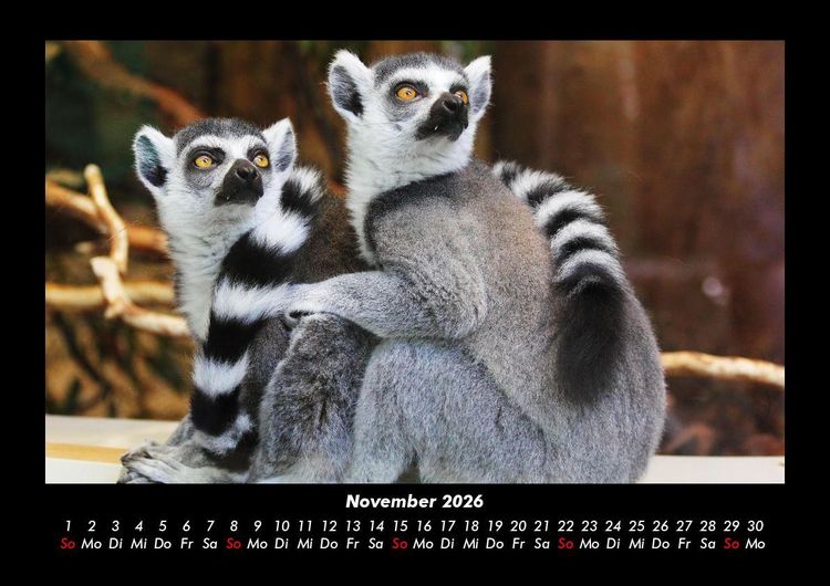 Produktbild: Welt der Tiere 2026 Fotokalender DIN A3