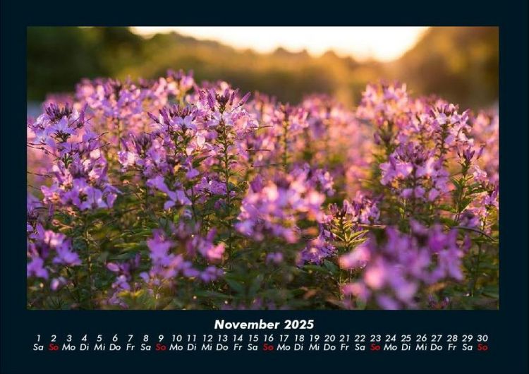 Produktbild: Blumentr&auml;ume 2025 Fotokalender DIN A4