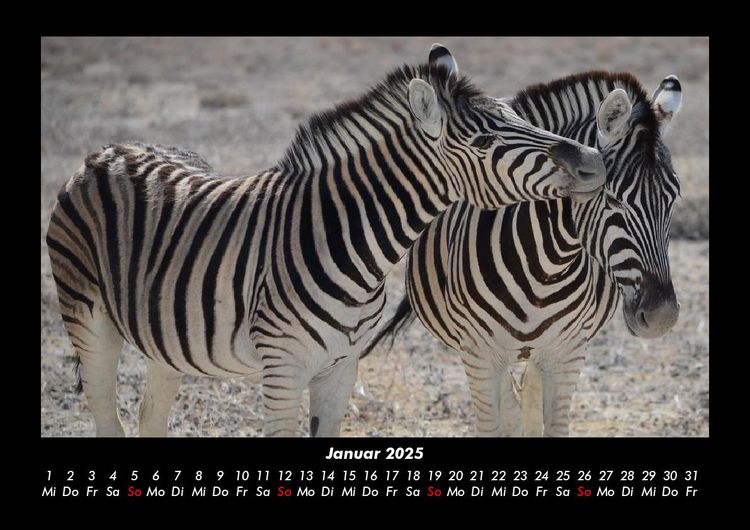 Produktbild: Zebrazauber 2025 Fotokalender DIN A3
