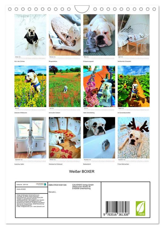 Produktbild: Wei&szlig;er BOXER (Wandkalender 2026 DIN A4 hoch), CALVENDO Monatskalender