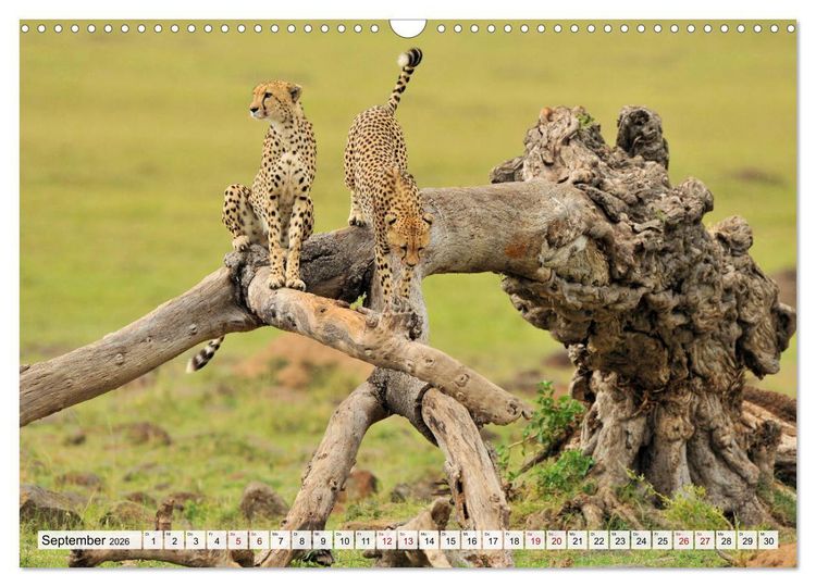 Produktbild: Faszinaton Afrika: Geparde (Wandkalender 2026 DIN A3 quer), CALVENDO Monatskalender