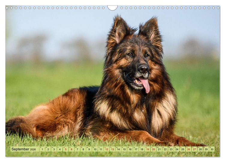 Produktbild: Altdeutsche Sch&auml;ferhunde - Traumhafte Sch&auml;ferhunde Langstockhaar (Wandkalender 2026 DIN A3 quer), CALVENDO Monatskalender