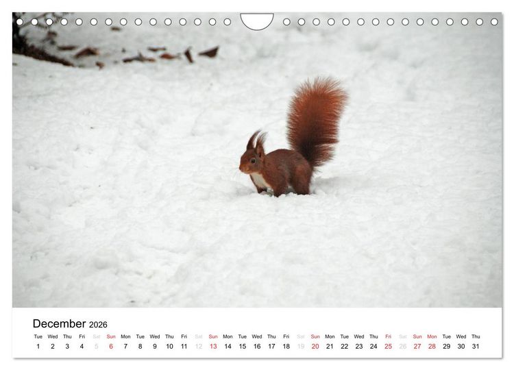 Produktbild: The red squirrels (Wall Calendar 2026 DIN A4 landscape), CALVENDO 12 Month Wall Calendar