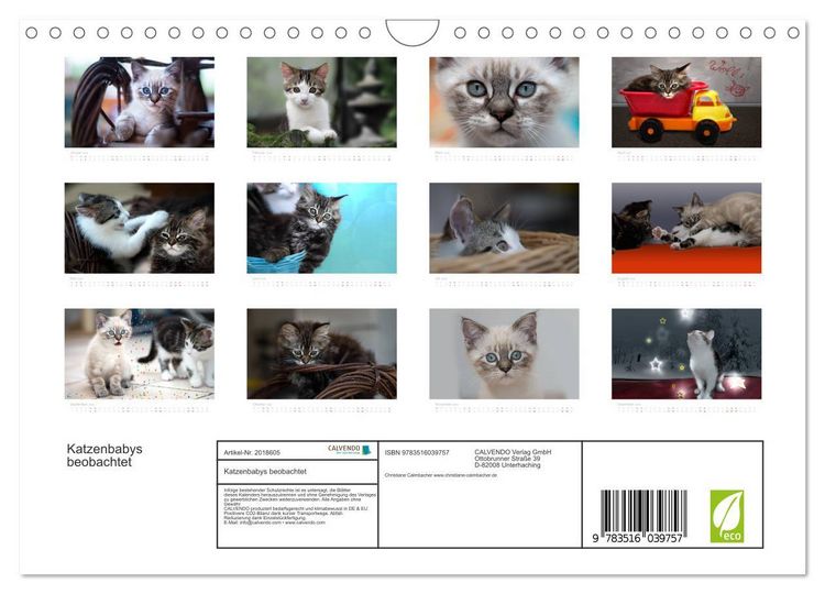 Produktbild: Katzenbabys beobachtet (Wandkalender 2026 DIN A4 quer), CALVENDO Monatskalender