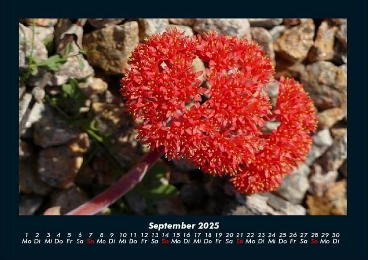 Produktbild: Blumenkalender 2025 Fotokalender DIN A4