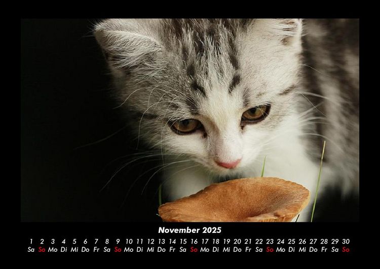 Produktbild: F&uuml;r Katzenfreunde 2025 Fotokalender DIN A3