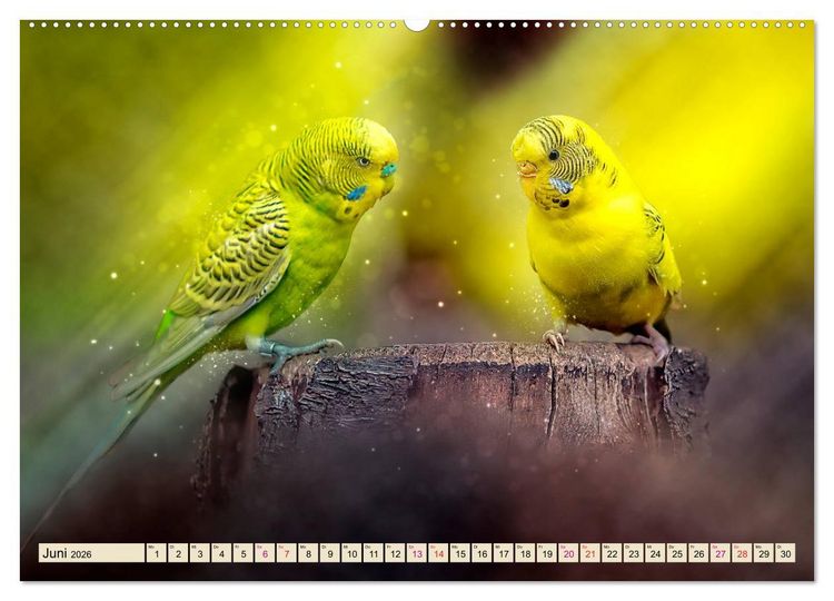 Produktbild: Wundersch&ouml;ner Wellensittich (hochwertiger Premium Wandkalender 2026 DIN A2 quer), Kunstdruck in Hochglanz