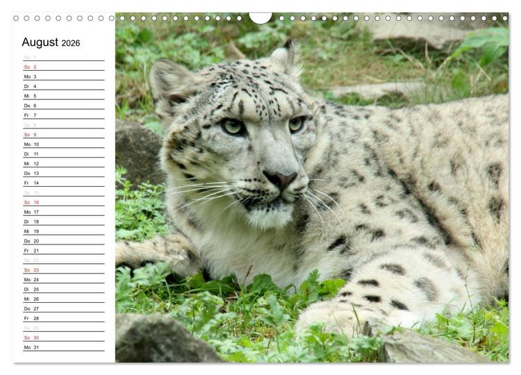 Produktbild: Der Schneeleopard (Wandkalender 2026 DIN A3 quer), CALVENDO Monatskalender