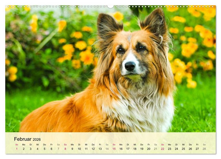 Produktbild: Welsh Corgi. Zauberhafter Dickkopf auf kurzen Beinen (hochwertiger Premium Wandkalender 2026 DIN A2 quer), Kunstdruck in Hochglanz