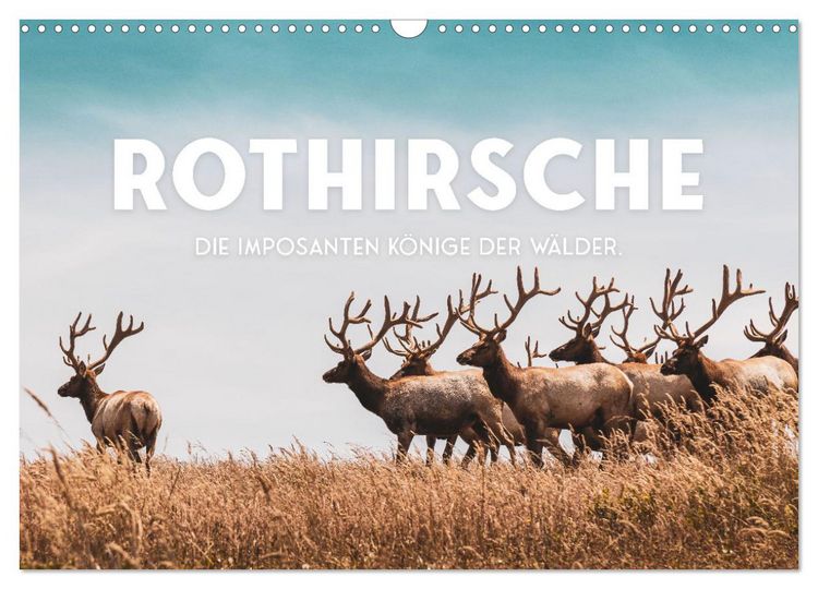 Produktbild: Rothirsche - Die imposanten K&ouml;nige der W&auml;lder. (Wandkalender 2026 DIN A3 quer), CALVENDO Monatskalender