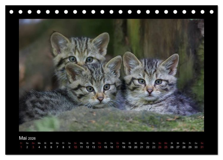 Produktbild: Wolf, Luchs und Co. - Tierbilder aus dem Bayerischen Wald (Tischkalender 2026 DIN A5 quer), CALVENDO Monatskalender