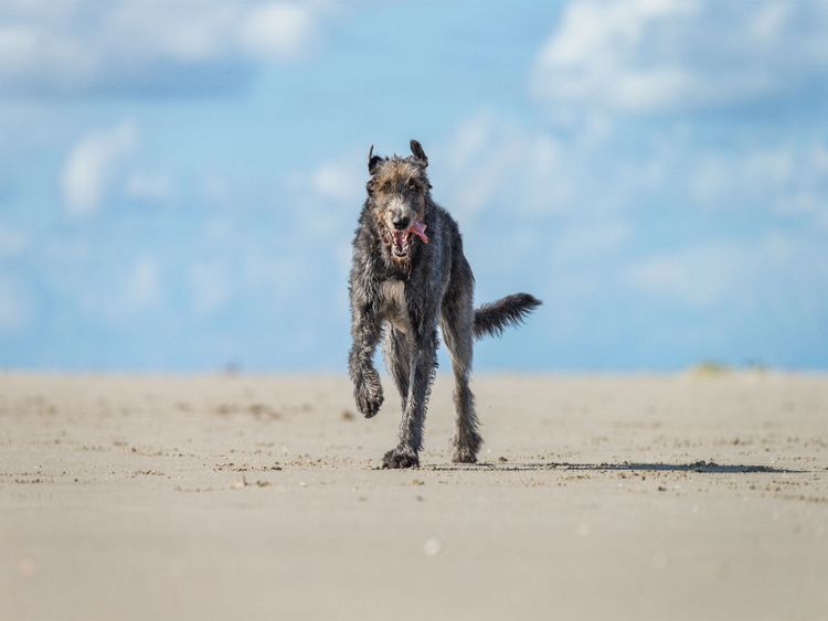 Produktbild: CALVENDO Puzzle Irischer Wolfshund hat Spa&szlig; am Strand 1000 Teile Lege-Gr&ouml;&szlig;e 640 x 480 cm Foto-Puzzle Bild von Annett Mirsberger