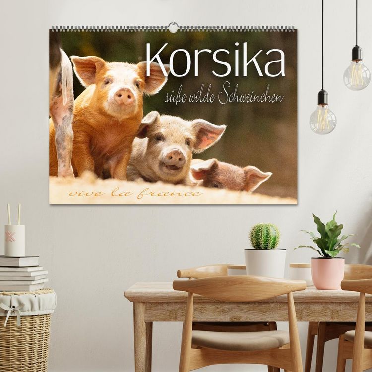 Produktbild: Korsika - s&uuml;&szlig;e, wilde Schweinchen (Wandkalender 2026 DIN A2 quer), CALVENDO Monatskalender