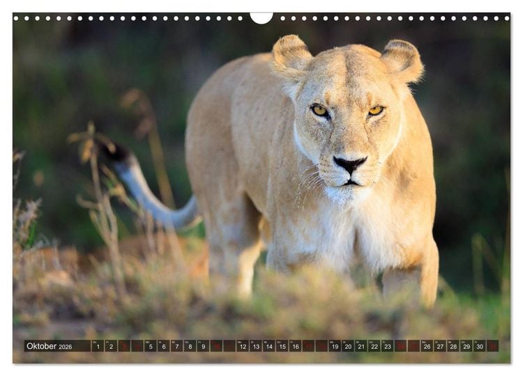 Produktbild: Auf Safari in Kenia 2026 (Wandkalender 2026 DIN A3 quer), CALVENDO Monatskalender