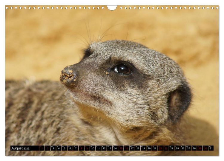 Produktbild: Lustige Erdm&auml;nnchen (Wandkalender 2026 DIN A3 quer), CALVENDO Monatskalender