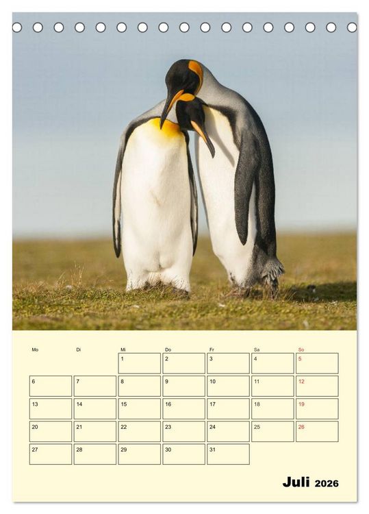 Produktbild: Pinguine. Wackeln im Thermo-Frack (Tischkalender 2026 DIN A5 hoch), CALVENDO Monatskalender