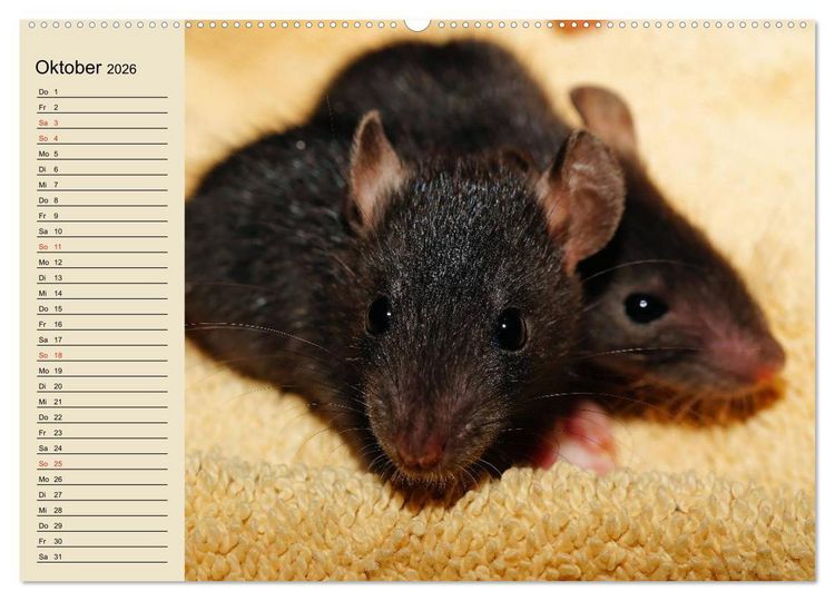 Produktbild: Ratten. Gelehrige Haustiere (Wandkalender 2026 DIN A2 quer), CALVENDO Monatskalender