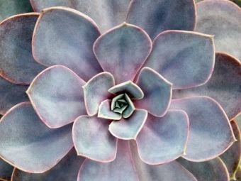 Produktbild: CALVENDO Puzzle Echeveria gibbiflora | 1000 Teile Lege-Gr&ouml;&szlig;e 64x48cm Foto-Puzzle f&uuml;r gl&uuml;ckliche Stunden