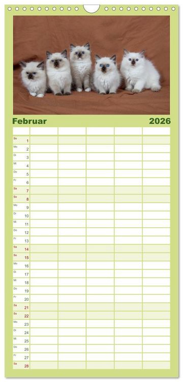 Produktbild: Familienplaner 2026 - Ragdoll Kitten mit 5 Spalten (Wandkalender, 21 x 45 cm) CALVENDO
