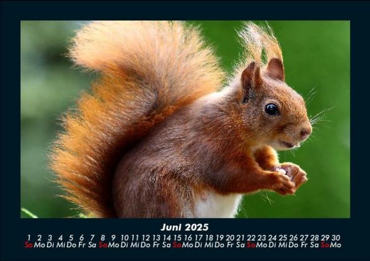 Produktbild: Waldbewohner 2025 Fotokalender DIN A5