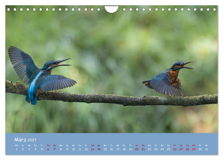 Produktbild: Alcedo atthis. Der Eisvogel (Wandkalender 2027 DIN A4 quer), CALVENDO Monatskalender