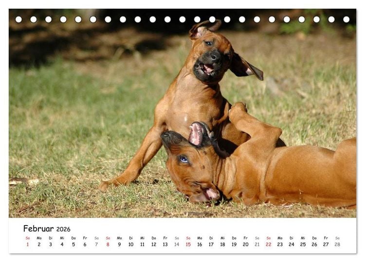 Produktbild: Rhodesian Ridgebacks in Aktion (Tischkalender 2026 DIN A5 quer), CALVENDO Monatskalender