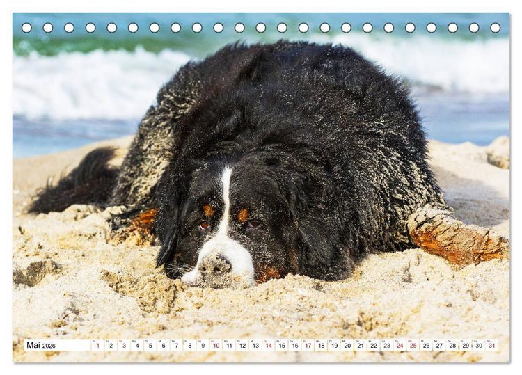 Produktbild: Faszinierende Sch&ouml;nheit Berner Sennenhund (Tischkalender 2026 DIN A5 quer), CALVENDO Monatskalender