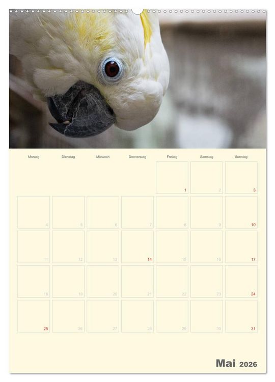 Produktbild: Kunterbunter Papageien-Planer (hochwertiger Premium Wandkalender 2026 DIN A2 hoch), Kunstdruck in Hochglanz