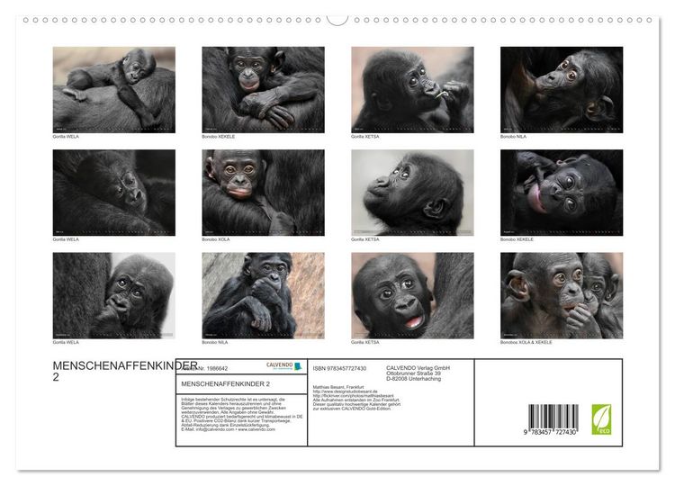 Produktbild: MENSCHENAFFENKINDER 2 (hochwertiger Premium Wandkalender 2026 DIN A2 quer), Kunstdruck in Hochglanz