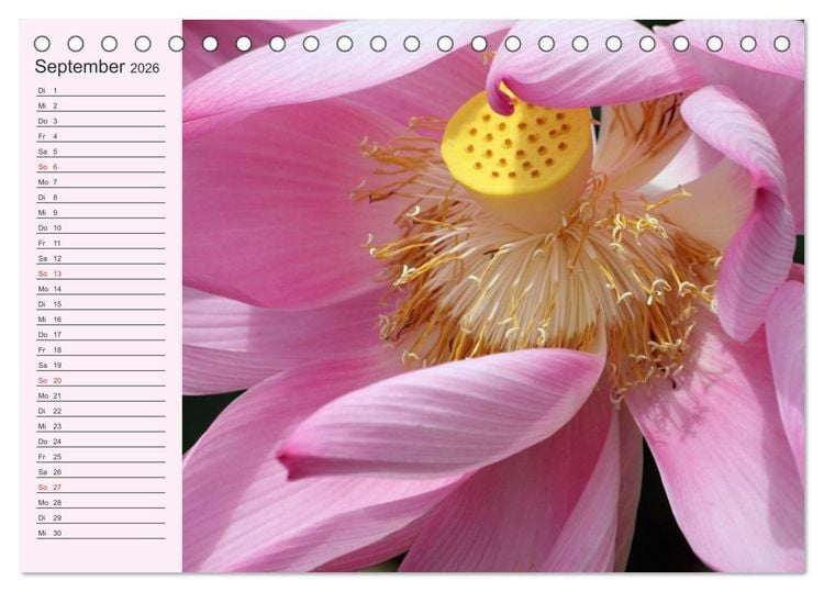 Produktbild: Lotos. Symbol f&uuml;r Reinheit und Kraft (Tischkalender 2026 DIN A5 quer), CALVENDO Monatskalender