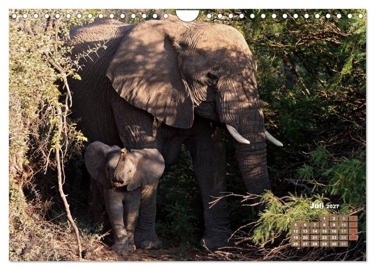 Produktbild: Afrikas Tierwelt: Elefantenbabys (Wandkalender 2027 DIN A4 quer), CALVENDO Monatskalender