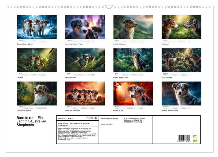 Produktbild: Born to run - Ein Jahr mit Australian Shepherds (Wandkalender 2027 DIN A2 quer), CALVENDO Monatskalender