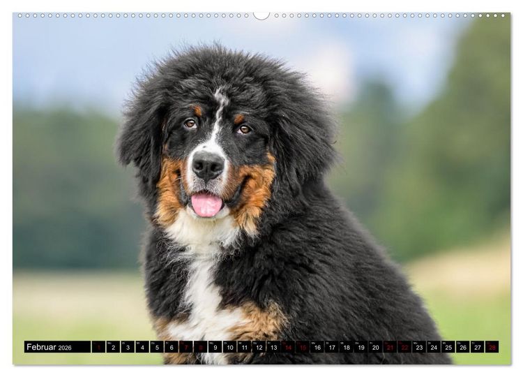 Produktbild: Berner Sennenhunde - Faszinierende Herzensbrecher (Wandkalender 2026 DIN A2 quer), CALVENDO Monatskalender