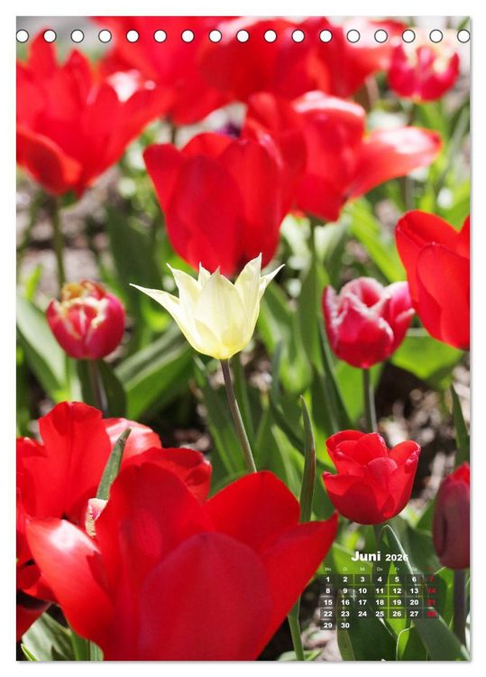Produktbild: Ein buntes Tulpenjahr (Tischkalender 2026 DIN A5 hoch), CALVENDO Monatskalender