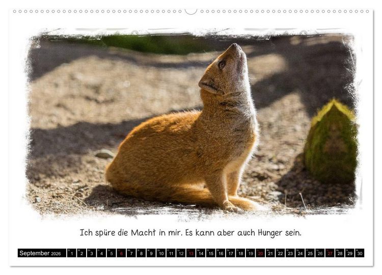 Produktbild: Tierisch witzig (hochwertiger Premium Wandkalender 2026 DIN A2 quer), Kunstdruck in Hochglanz