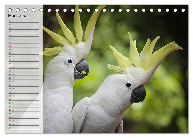 Produktbild: Papageien. Bunt, laut und klug (Tischkalender 2026 DIN A5 quer), CALVENDO Monatskalender