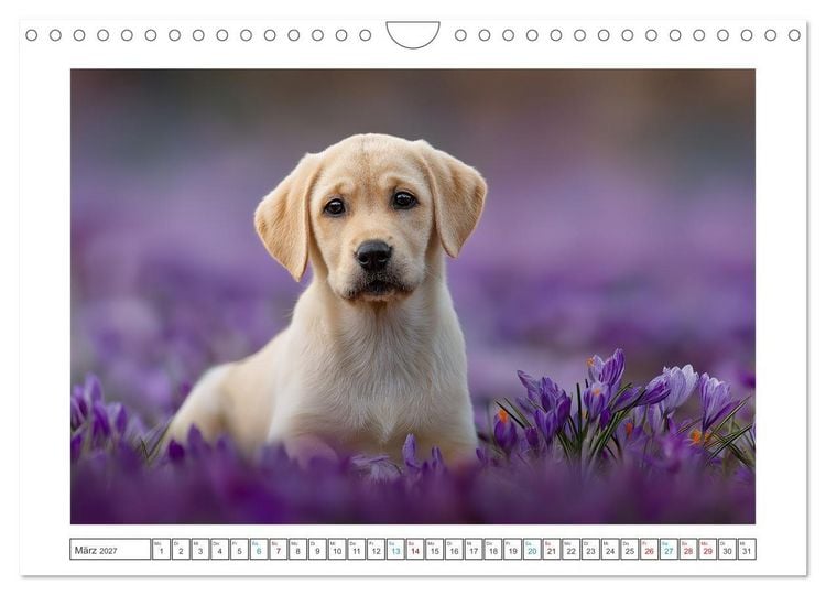Produktbild: Labrador Liebe (Wandkalender 2027 DIN A4 quer), CALVENDO Monatskalender