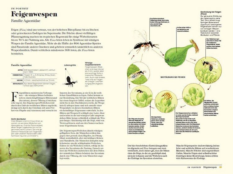 Produktbild: Wespen