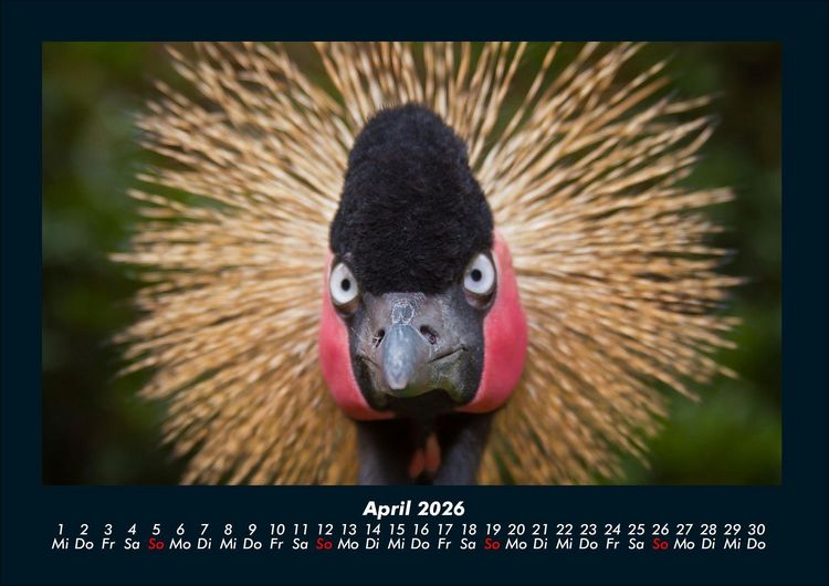 Produktbild: Welt der V&ouml;gel 2026 Fotokalender DIN A4