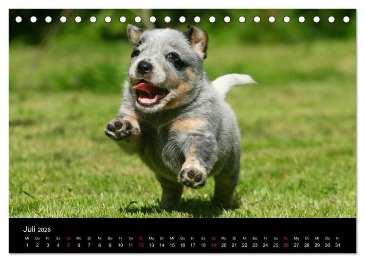 Produktbild: Australian Cattle Dog Welpen (Tischkalender 2026 DIN A5 quer), CALVENDO Monatskalender