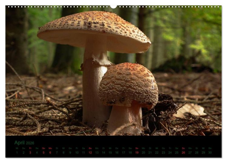 Produktbild: Im Reich der Pilze (Wandkalender 2026 DIN A2 quer), CALVENDO Monatskalender